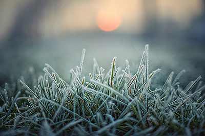 dew point - frost covering blades of grass