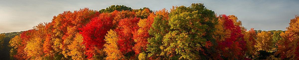 Why Do Leaves Change Color? A Deeper Look Into Beautiful Fall Colors