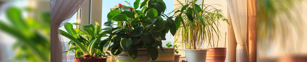 10 Common Houseplants To Brighten Your Indoor Spaces