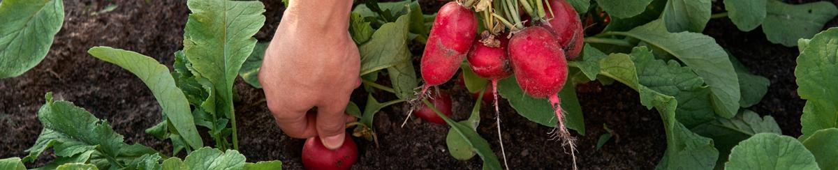 Picking radishes