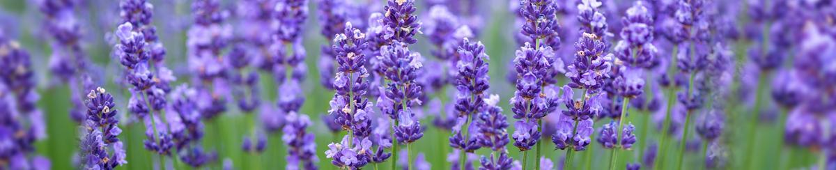 Growing a Lavender Farm with Weather Monitoring Tools 
