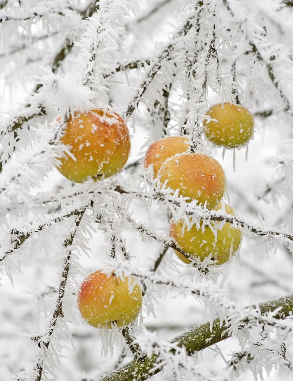 Frost covering the fruit and braches of a fruit tree