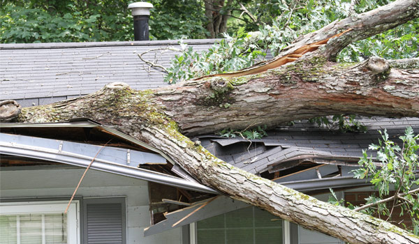 Fallen tree on the roof of a home